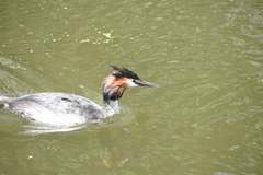 Podiceps cristatus