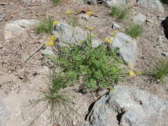 Cymopterus terebinthinus