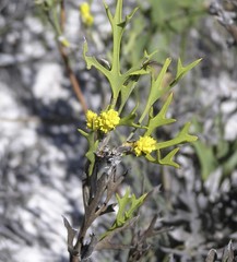 Synaphea spinulosa