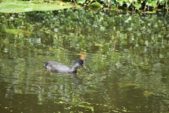 Fulica atra