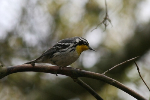 Yellow-throated Warbler