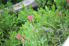 Castilleja linariifolia