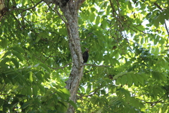 Melanerpes radiolatus