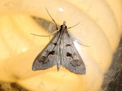 Mecyna asinalis