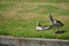 Alopochen aegyptiaca