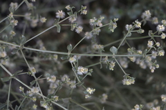 Galium multiflorum
