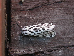 Hypercompe permaculata