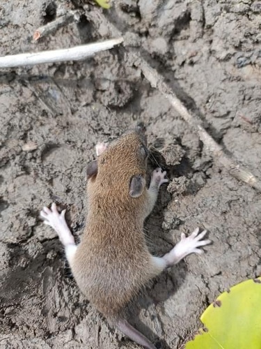 Dark-tailed Tree Rat
