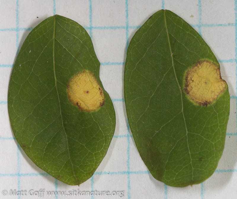 Exobasidium cordilleranum