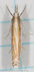 Crambus pascuella