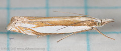 Crambus pascuella
