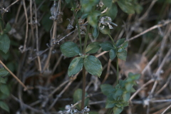 Galium multiflorum