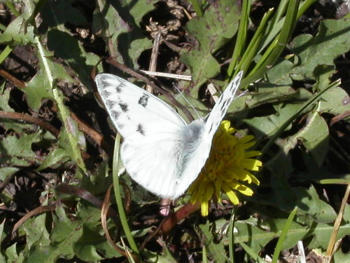 Western White photo 3