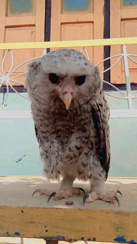 Spot-bellied Eagle-Owl