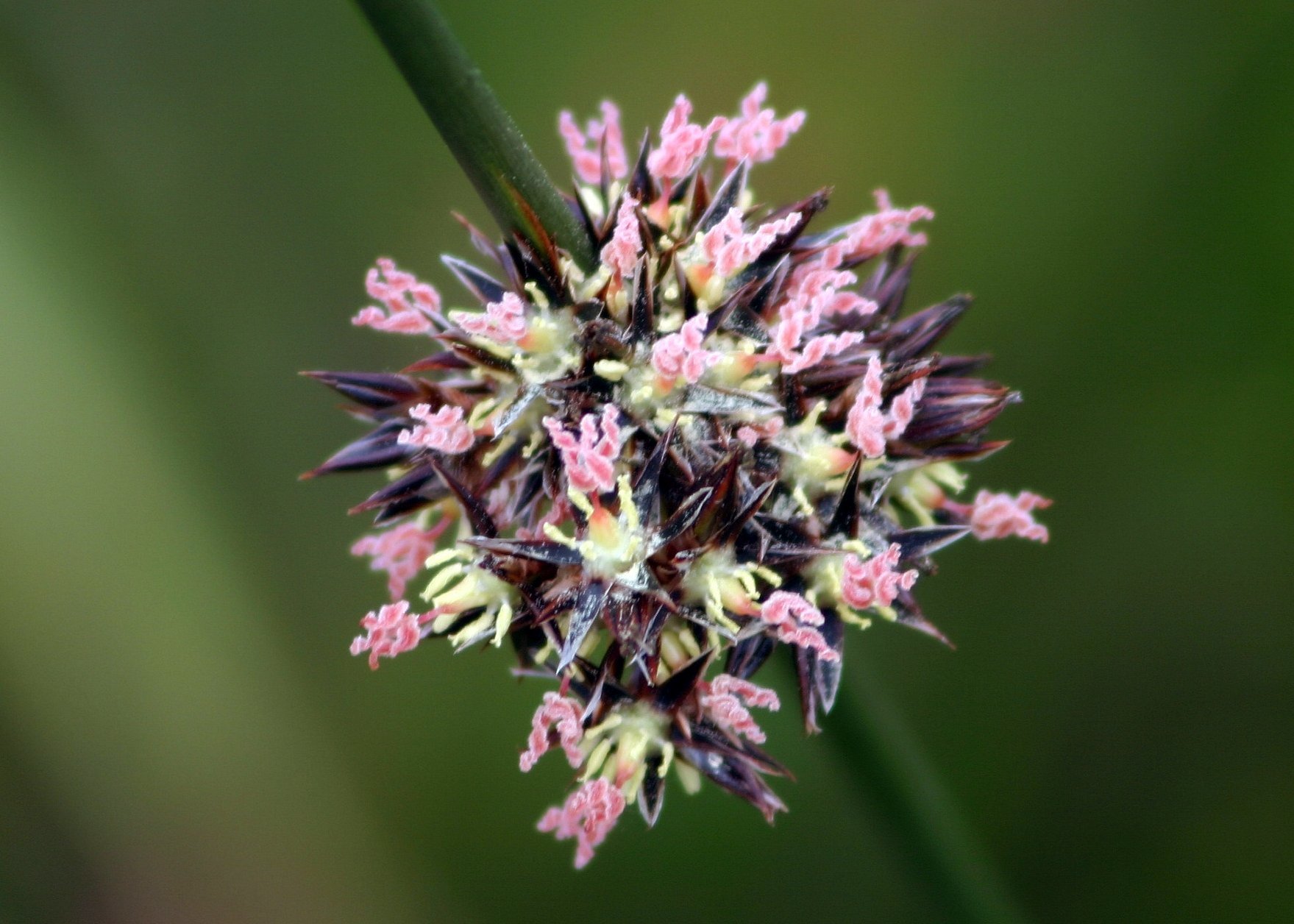 Juncus lesueurii
