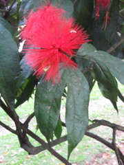 Calliandra trinervia