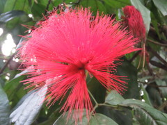 Calliandra trinervia