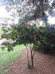 Calliandra trinervia