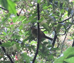 Atlapetes pallidinucha