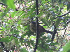 Atlapetes pallidinucha