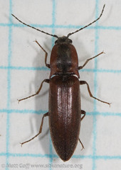 Acteniceromorphus volitans