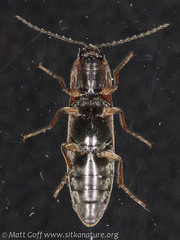 Acteniceromorphus volitans