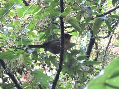 Atlapetes pallidinucha