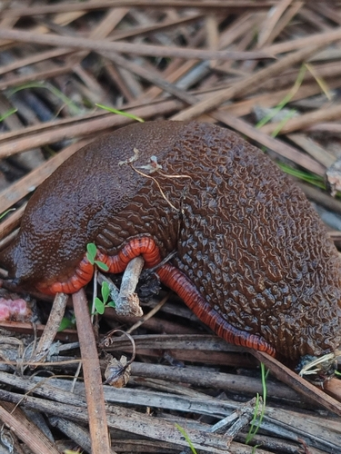 Arion lusitanicus observed 2024-11-16