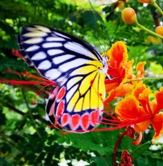 Delias eucharis