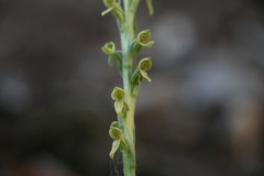 Platanthera tescamnis