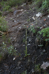 Platanthera tescamnis