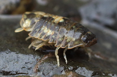 Gnorimosphaeroma oregonense