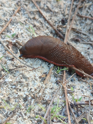 Arion lusitanicus observed 2024-11-16