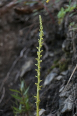 Platanthera tescamnis