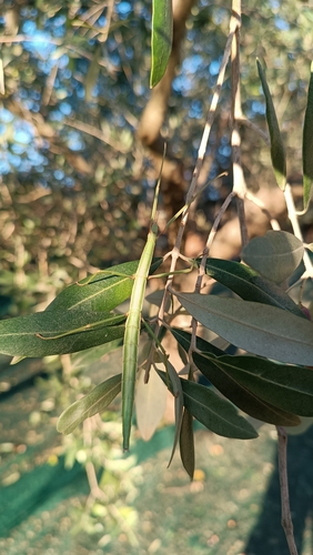 Mediterranean stick insect photo 2