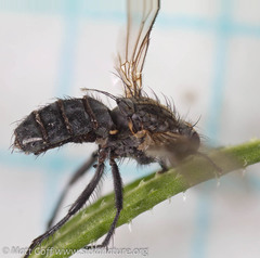 Entomophthorales
