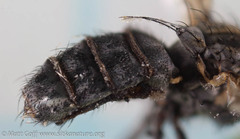 Entomophthorales