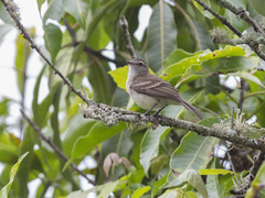 Nesotriccus incomtus