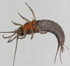 Parasitengona