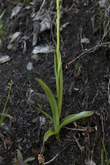 Platanthera tescamnis