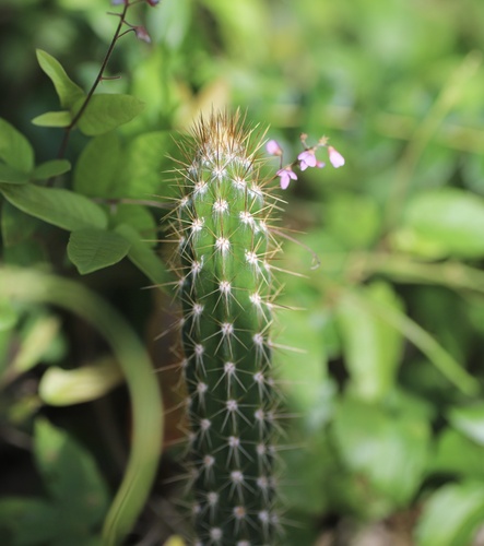 Image of Harrisia divaricata by (c) Aitor, some rights reserved (CC BY)