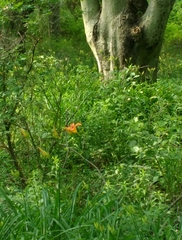 Hemerocallis fulva