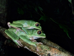 Trinidad Leaf-Nesting Frog photo 2