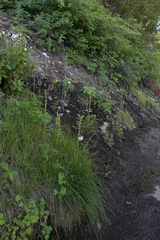 Platanthera tescamnis