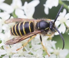 Dolichovespula norvegicoides