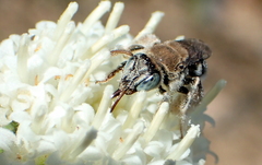 Anthophorula