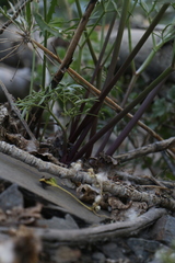 Angelica lineariloba