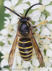 Dolichovespula norvegicoides