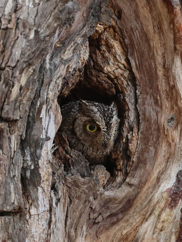 African Scops-Owl