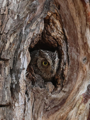 African Scops Owl photo 3